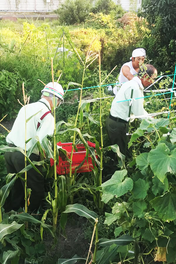 菊水農園やってます