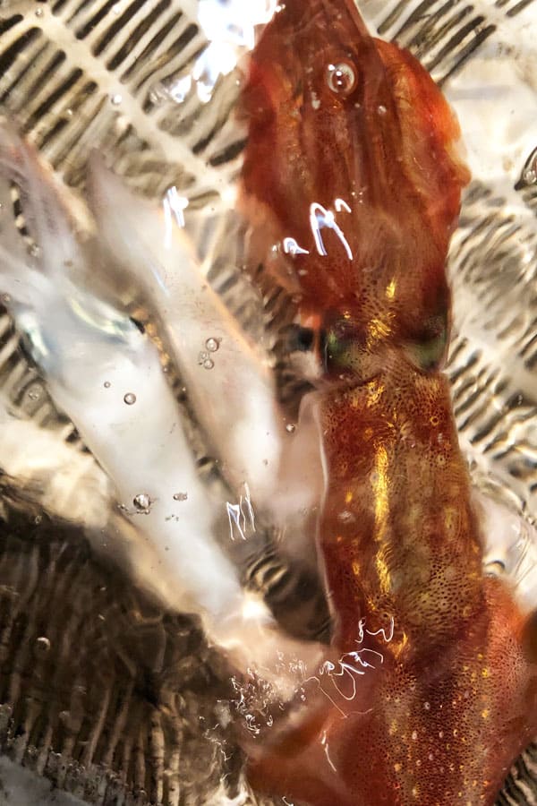 釣り部